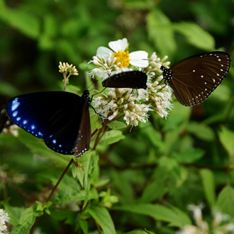 美濃老街 油紙傘下的客家風情二日遊(第二天)